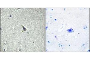 Immunohistochemistry analysis of paraffin-embedded human brain tissue, using GPR137C Antibody. (GPR137C 抗体  (AA 256-305))