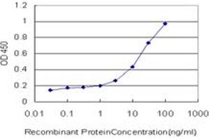 Detection limit for recombinant GST tagged CALR3 is approximately 1ng/ml as a capture antibody. (Calreticulin 3 抗体  (AA 21-384))