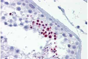 Anti-TLE4 antibody IHC staining of human testis. (TLE4 抗体  (AA 215-264))