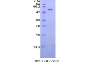 SDS-PAGE analysis of Mouse Caspase 14 Protein. (CASP14 蛋白)