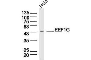 Lane 1: HeLa lysates probed with EEF1G Polyclonal Antibody, Unconjugated  at 1:300 overnight at 4˚C.