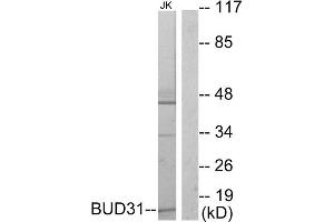 Western blot analysis of extracts from Jurkat cells, using BUD31 antibody. (BUD31 抗体  (N-Term))