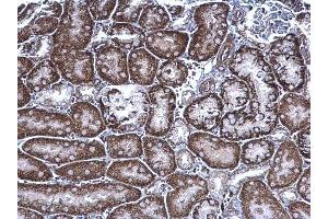 IHC-P Image FRS2 antibody detects FRS2 protein at cytoplasm on mouse kidney by immunohistochemical analysis. (FRS2 抗体  (Center))