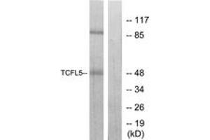 Western Blotting (WB) image for anti-Transcription Factor-Like 5 (Basic Helix-Loop-Helix) (TCFL5) (AA 311-360) antibody (ABIN2889805) (TCFL5 抗体  (AA 311-360))