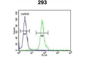 Flow cytometric analysis of 293 cells using DFFB / CAD Antibody (N-term) Cat. (DFFB 抗体  (N-Term))