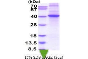 SDS-PAGE (SDS) image for Docking Protein 4 (DOK4) (AA 1-326) protein (His tag) (ABIN5853592) (DOK4 Protein (AA 1-326) (His tag))