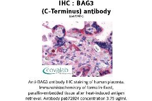 Image no. 3 for anti-BCL2-Associated Athanogene 3 (BAG3) (C-Term) antibody (ABIN1732194) (BAG3 抗体  (C-Term))