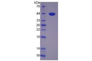 SDS-PAGE of Protein Standard from the Kit (Highly purified E. (VGF ELISA 试剂盒)