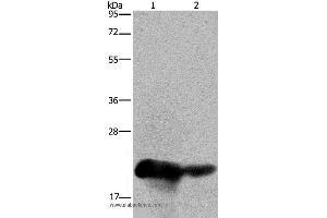Western blot analysis of Human placenta and breast infiltrative duct tissue, using CSH1 Polyclonal Antibody at dilution of 1:200 (CSH1 抗体)