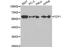 Western blot analysis of extracts of various cell lines, using TCP1 antibody (ABIN5971010) at 1/1000 dilution. (TCP1 alpha/CCTA 抗体)