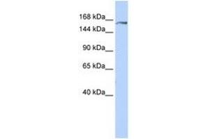 Image no. 1 for anti-Glutamyl-Prolyl-tRNA Synthetase (EPRS) (AA 1440-1489) antibody (ABIN6740954) (EPRS 抗体  (AA 1440-1489))