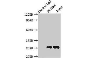 Western Blotting (WB) image for anti-Peroxiredoxin 6 (PRDX6) (AA 87-224) antibody (ABIN7162945)