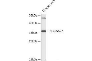 Western blot analysis of extracts of Mouse brain using SLC25A27 Polyclonal Antibody at dilution of 1:3000. (SLC25A27 抗体)