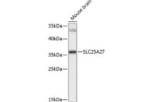 Western blot analysis of extracts of Mouse brain using SLC25A27 Polyclonal Antibody at dilution of 1:3000. (SLC25A27 抗体)