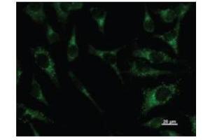 Immunostaining analysis in HeLa cells. (PAX8 抗体)
