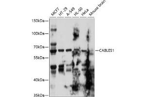 Western blot analysis of extracts of various cell lines, using C antibody  at 1:1000 dilution. (CABLES1 抗体  (AA 1-368))