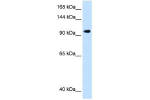 WB Suggested Anti-SEC63 Antibody Titration:  1. (SEC63 抗体  (C-Term))