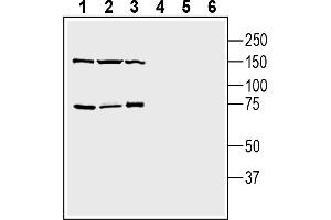 1-3. (TMEM108 抗体  (Extracellular Loop))