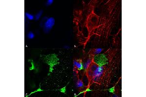 Immunocytochemistry/Immunofluorescence analysis using Mouse Anti-LRP4 (Extracellular) Monoclonal Antibody, Clone S207-27 (ABIN2483390). (LRP4 抗体  (AA 26-350) (PerCP))