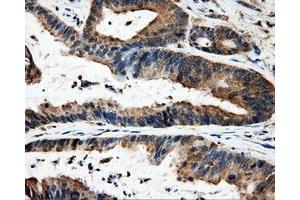 Immunohistochemistry (IHC) image for anti-Fumarylacetoacetate Hydrolase Domain Containing 2A (FAHD2A) antibody (ABIN1498184) (FAHD2A 抗体)