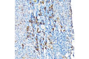 Immunohistochemistry of paraffin-embedded mouse spleen using ETFA Rabbit pAb  at dilution of 1:200 (40x lens). (ETFA 抗体  (AA 1-333))
