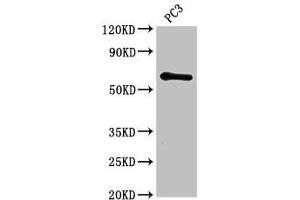 Western Blot Positive WB detected in: PC-3 whole cell lysate All lanes: HRH1 antibody at 2. (HRH1 抗体  (AA 211-416))