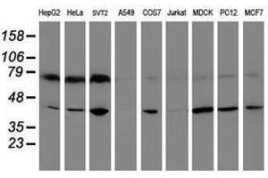 Image no. 2 for anti-Crystallin, Zeta, Homolog antibody (ABIN1497655) (CRYZL1 抗体)