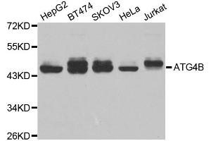 Western blot analysis of extracts of various cell lines, using ATG4B antibody. (ATG4B 抗体)