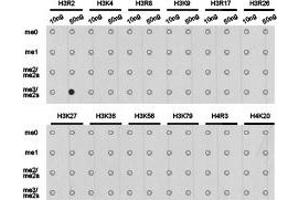 Dot-blot analysis of all sorts of methylation peptides using H3R2me2s antibody. (Histone 3 抗体  (H3R2me2s))