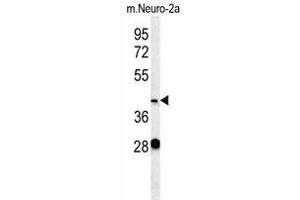VASH2 Antibody (C-term) (ABIN657877 and ABIN2846833) western blot analysis in mouse Neuro-2a cell line lysates (35 μg/lane). (Vasohibin 2 抗体  (C-Term))