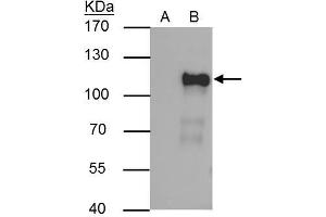 Immunoprecipitation (IP) image for anti-POU Domain, Class 2, Transcription Factor 1 (POU2F1) antibody (ABIN2856060)