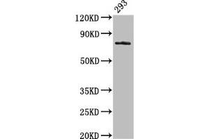 Western Blot Positive WB detected in: 293 whole cell lysate All lanes: GAS6 antibody at 3. (GAS6 抗体  (AA 70-217))