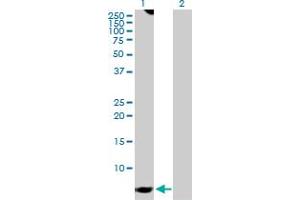 Western Blot analysis of GNG7 expression in transfected 293T cell line by GNG7 MaxPab polyclonal antibody. (GNG7 抗体  (AA 1-68))