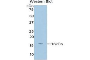 Western Blotting (WB) image for anti-Erythropoietin (EPO) (AA 82-192) antibody (ABIN3209694) (EPO 抗体  (AA 82-192))