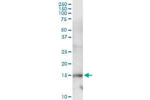 Immunoprecipitation of UBE2L6 transfected lysate using anti-UBE2L6 MaxPab rabbit polyclonal antibody and Protein A Magnetic Bead , and immunoblotted with UBE2L6 MaxPab mouse polyclonal antibody (B01) . (UBE2L6 抗体  (AA 1-153))