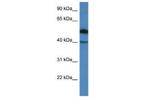 Western Blot showing C9orf64 antibody used at a concentration of 1. (C9orf64 抗体  (N-Term))