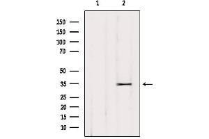 Western blot analysis of extracts from HUVEC, using OR52L2 Antibody. (OR52L2 抗体)