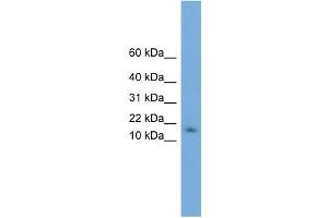 WB Suggested Anti-HRSP12 Antibody Titration: 0. (HRSP12 抗体  (N-Term))