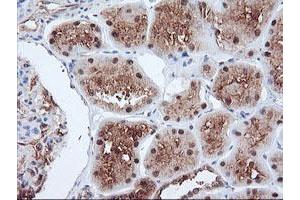 Immunohistochemical staining of paraffin-embedded Human Kidney tissue using anti-PSMA4 mouse monoclonal antibody. (PSMA4 抗体)