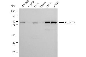 Western blotting analysis using ALDH1L1 antibody (ABIN7797561).
