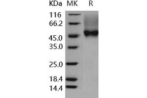 Western Blotting (WB) image for Fc Fragment of IgG, Low Affinity IIIa, Receptor (CD16a) (FCGR3A) (Active) protein (Biotin,His-Avi Tag) (ABIN7317018)