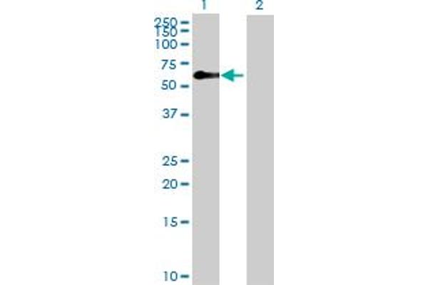 Zinc Finger Protein 3 Homolog (ZFP3) (AA 1-502) 抗体