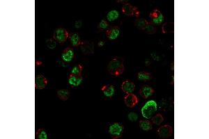 Immunofluorescence (IF) image for anti-Neurofilament, Light Polypeptide (NEFL) antibody (ABIN6940187)