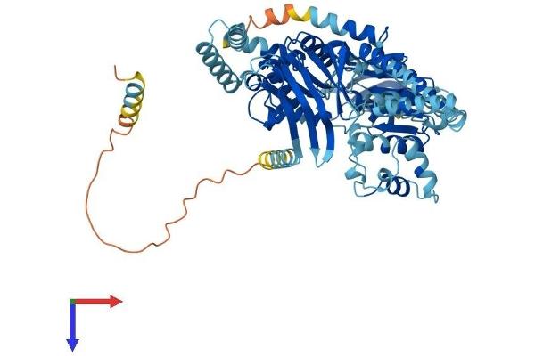 ABCF2 Protein (AA 1-623) (His tag)