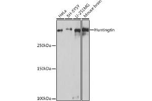 Western blot analysis of extracts of various cell lines, using Huntingtin antibody (ABIN7267794) at 1:1000 dilution. (Huntingtin 抗体)