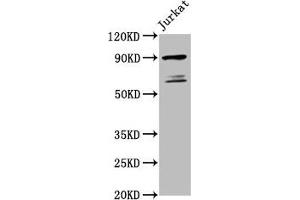 Western Blotting (WB) image for anti-Tax1 (Human T-Cell Leukemia Virus Type I) Binding Protein 1 (TAX1BP1) (AA 592-713) antibody (ABIN7171586)