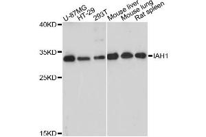 Western blot analysis of extracts of various cell lines, using IAH1 antibody. (IAH1 抗体)