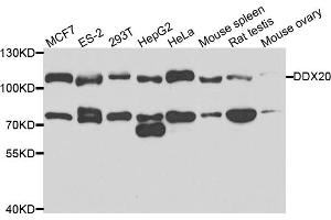 Western blot analysis of extracts of various cell lines, using DDX20 antibody. (DDX20 抗体)