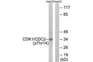 Western blot analysis of extracts from HepG2 cells treated with Forskolin 40nM 30', using CDK1/CDC2 (Phospho-Thr14) Antibody. (CDK1 抗体  (pThr14))