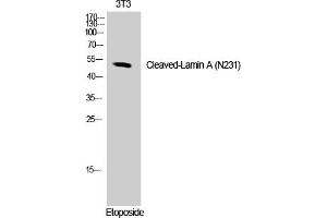 Western Blot analysis of NIH-3T3 cells using Cleaved-Lamin A (N231) Polyclonal Antibody.